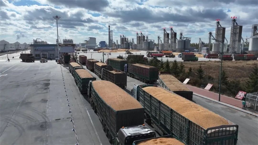 北安象嶼金谷“數(shù)智化”收糧 暖心服務(wù)下的“秒到”糧款與高效檢驗